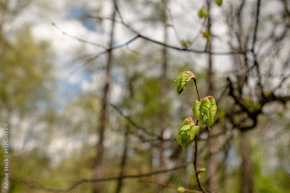 Poster New Green Leaves Emerging on Branches in a Forest During Springtime With Soft Clouds in the Background
