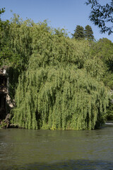 Saule pleureur en bord de rivière	