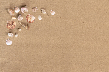 Coquillages sur un fond de sable de plage
