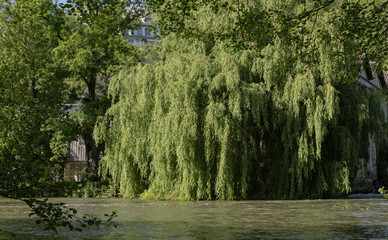 Saule pleureur en bord de rivière	