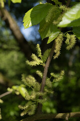 Gros plan de fleurs de Morus alba