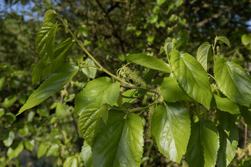 Gros plan de fleurs de Morus alba