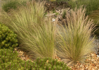 Graminée Stipa tenuissima	