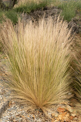 Graminée Stipa tenuissima	