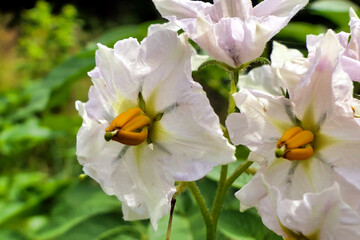 Close up of the Gourmandine variety new potato flowers
