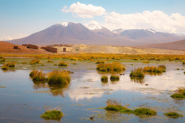 Vado Putana wetland reflects golden grasses and distant volcanoes, with adobe ruins, vicuñas, and wild birds thriving in Chile’s Andean highlands under a brilliant sky.