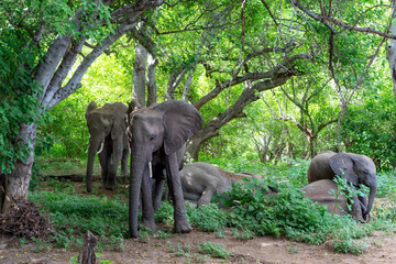Elephant herd searching for food and water in the green season in a Game Reserve in the Tuli Block in Botswana.
