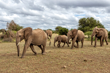 Elephant herd searching for food and water in the green season in a Game Reserve in the Tuli Block in Botswana.