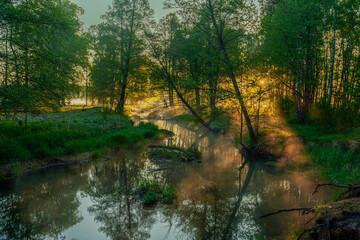 Serene Forest Stream at Sunrise