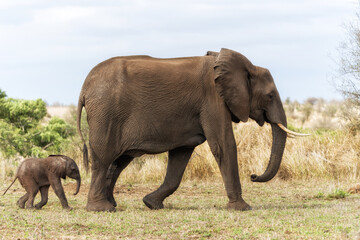 mother and child. Female elephant with her calf walking in Kruger National Park in South Africa
