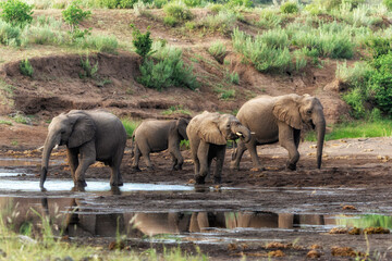 Elephant herd searching for food and water in the green season in a Game Reserve in the Tuli Block in Botswana.