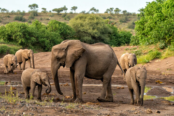 Elephant herd searching for food and water in the green season in a Game Reserve in the Tuli Block in Botswana.