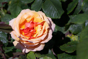 Beautiful orange flower of the rose Pride of Cheshire in the sunshire in spring