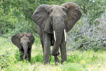 mother and child. Female elephant with her calf walking in Kruger National Park in South Africa