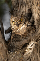 Spotted Eagle-Owl (Bubo africanus) sitting in a tree to protect his chicks in Kgalagadi Transfrontier Park in South Africa