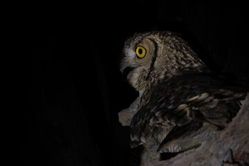 Spotted Eagle-Owl (Bubo africanus) sitting in a tree to protect his chicks in Kgalagadi Transfrontier Park in South Africa