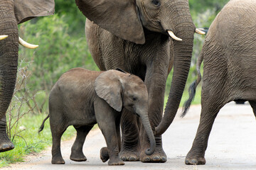 mother and child. Female elephant with her calf walking in Kruger National Park in South Africa