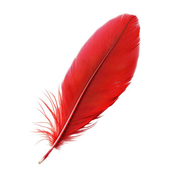 Bright red feather lying on a white background, showcasing its intricate details and vibrant color, ideal for decorative purposes