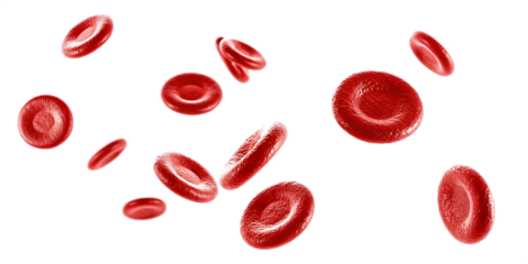 Red blood cells microscopic view isolated on a white background