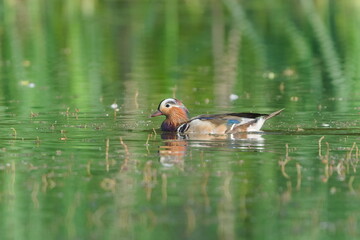 Aix galericulata aka The mandarin duck male on the pond. Lovely colorful duck. Nature of Czech republic.