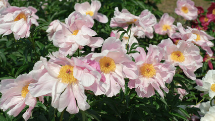 Pink peonies bloom vibrantly in a sunny garden during springtime