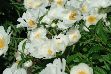 Blooming white peonies attract buzzing bees in a sunny garden