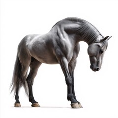Elegant Gray Stallion. Majestic Equine Portrait with Detailed Fur and Powerful Anatomy in Photorealistic Studio Lighting