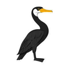 Elegant Cormorant Portrait: An illustration of a cormorant bird, with glossy black plumage, a slender curved neck, and a distinctive hooked beak.