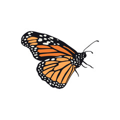 Hand drawn orange monarch butterfly clip art. Beautiful tropical insect design. Vector illustration on white background