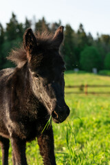 portrait of tiny funny black donkey-pony posing in grass paddock at evening