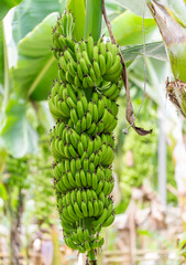 bunch of bananas on tree
