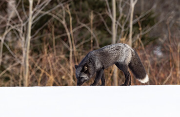 Red fox, silver colour morph 