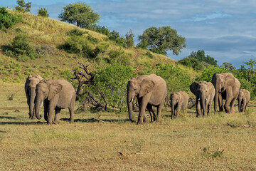Elephant herd searching for food and water in the green season in a Game Reserve in the Tuli Block in Botswana.