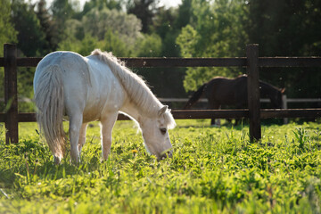 white  pony grazing  in grass paddock at sunny evening