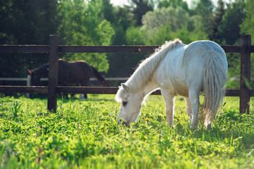 white  pony grazing  in grass paddock at sunny evening