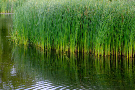 Selective focus of grass Typha angustifolia, Narrowleaf cattail are upright perennial plants that emerge from creeping rhizomes, The long tapering leaves have smooth margins and are somewhat spongy.