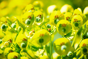 Euphorbia characias Almond leaved spurge, Mediterranean spurge, Albanian spurge ornamental plant...