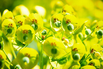 Euphorbia characias Almond leaved spurge, Mediterranean spurge, Albanian spurge ornamental plant...