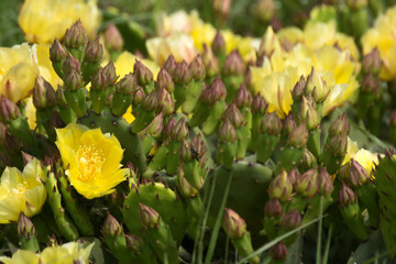 yellow tulips in spring