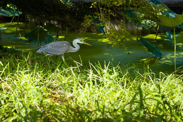 Czapla japońska w stawie © Marek