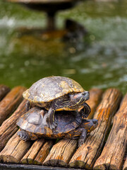 turtle on the ground