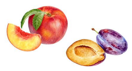 Watercolor Plum and Nectarine Illustration, Fresh Fruit Duo