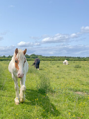Horses approaching on a bright day 