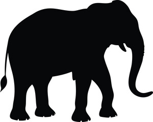 Obraz premium Bornean Pygmy Elephant Silhouette A Majestic Creature of the Rainforest