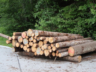 Stacked Timber Logs in a Forested Area for Processing and Delivery. A pile of neatly stacked timber...