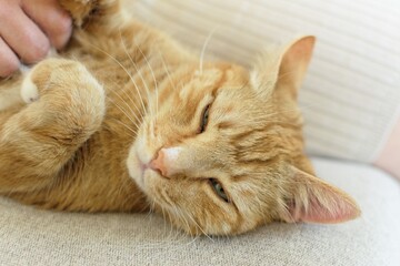 A happy, ginger cat lies on its back on its owner's sofa.