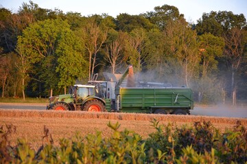 A tractor with a trailer and a combine harvester are working in the field. The grain harvest is underway.