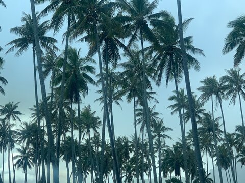 palm trees against blue sky
