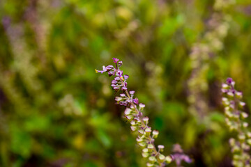 Tulsi plant with purple and white flower spikes emerge from a lush green background.