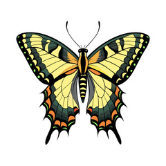 Elegant Swallowtail Butterfly with Symmetrical Wings High-Resolution Illustration